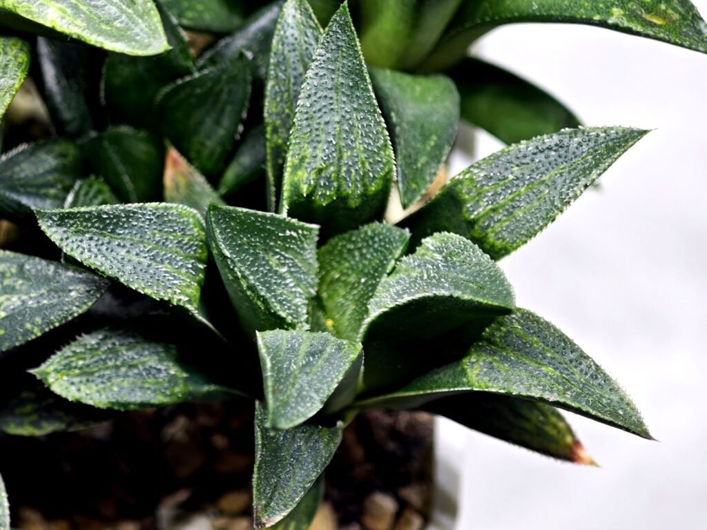 Haworthia Seedling MS331 Picta x Maughanii x Black Major - 2