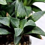 Haworthia Seedling MS331 Picta x Maughanii x Black Major - 2