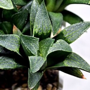 Haworthia Seedling MS331 Picta x Maughanii x Black Major - 2
