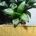 Haworthia Seedling MS329 Springbok x Cuspidata - 1