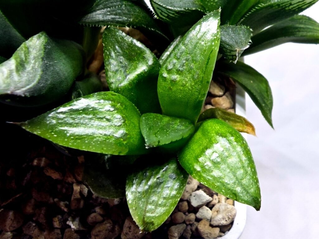 Haworthia Seedling MS329 Springbok x Cuspidata - 2