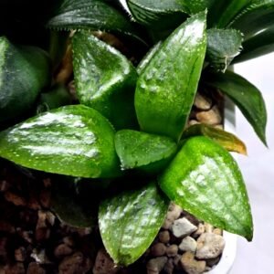 Haworthia Seedling MS329 Springbok x Cuspidata - 2