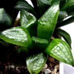Haworthia Seedling MS329 Springbok x Cuspidata - 3