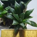 Haworthia Seedling MS326 Koibito Splendens x Paradies Flower - 1