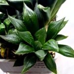 Haworthia Seedling MS326 Koibito Splendens x Paradies Flower - 2