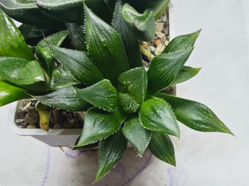 Home 4 Haworthia Seedling MS326 Koibito Splendens x Paradies Flower - 3