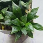 Haworthia Seedling MS326 Koibito Splendens x Paradies Flower - 3