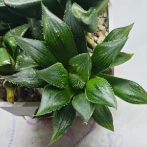 Haworthia Seedling MS326 Koibito Splendens x Paradies Flower - 3