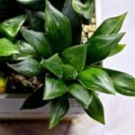 Haworthia Seedling MS326 Koibito Splendens x Paradies Flower - 4