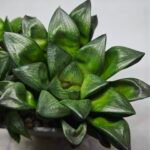 Haworthia Seedling MS327 Springbok x Cuspidata - 1