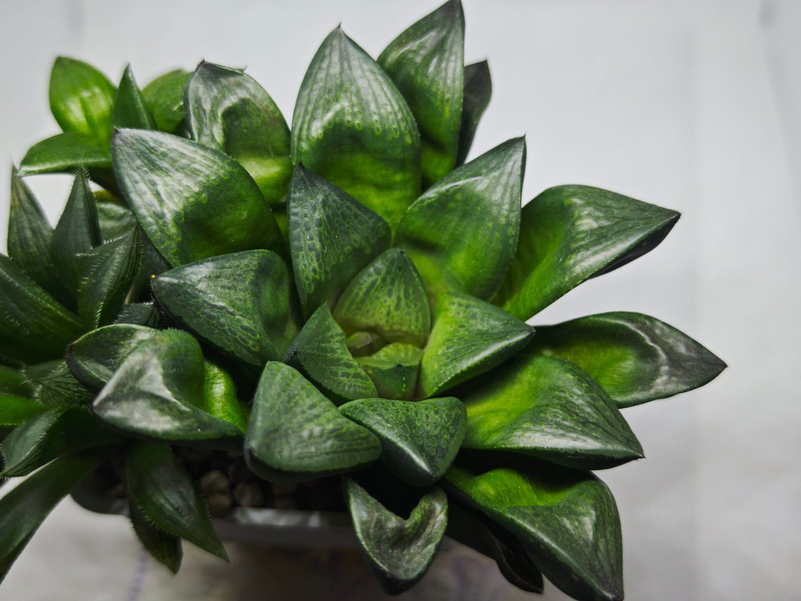 Haworthia Seedling MS327 Springbok x Cuspidata - 1