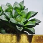 Haworthia Seedling MS327 Springbok x Cuspidata - 2