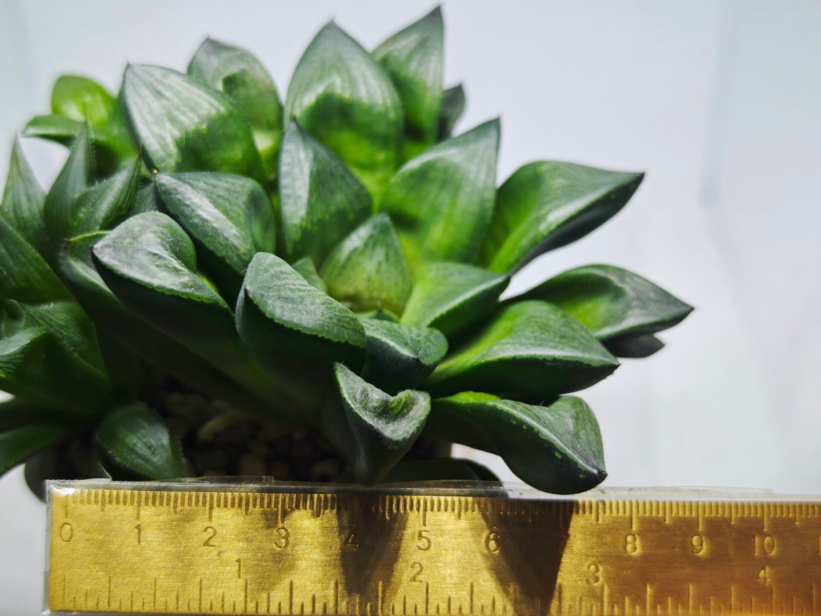 Haworthia Seedling MS327 Springbok x Cuspidata - 2