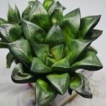 Haworthia Seedling MS327 Springbok x Cuspidata - 3
