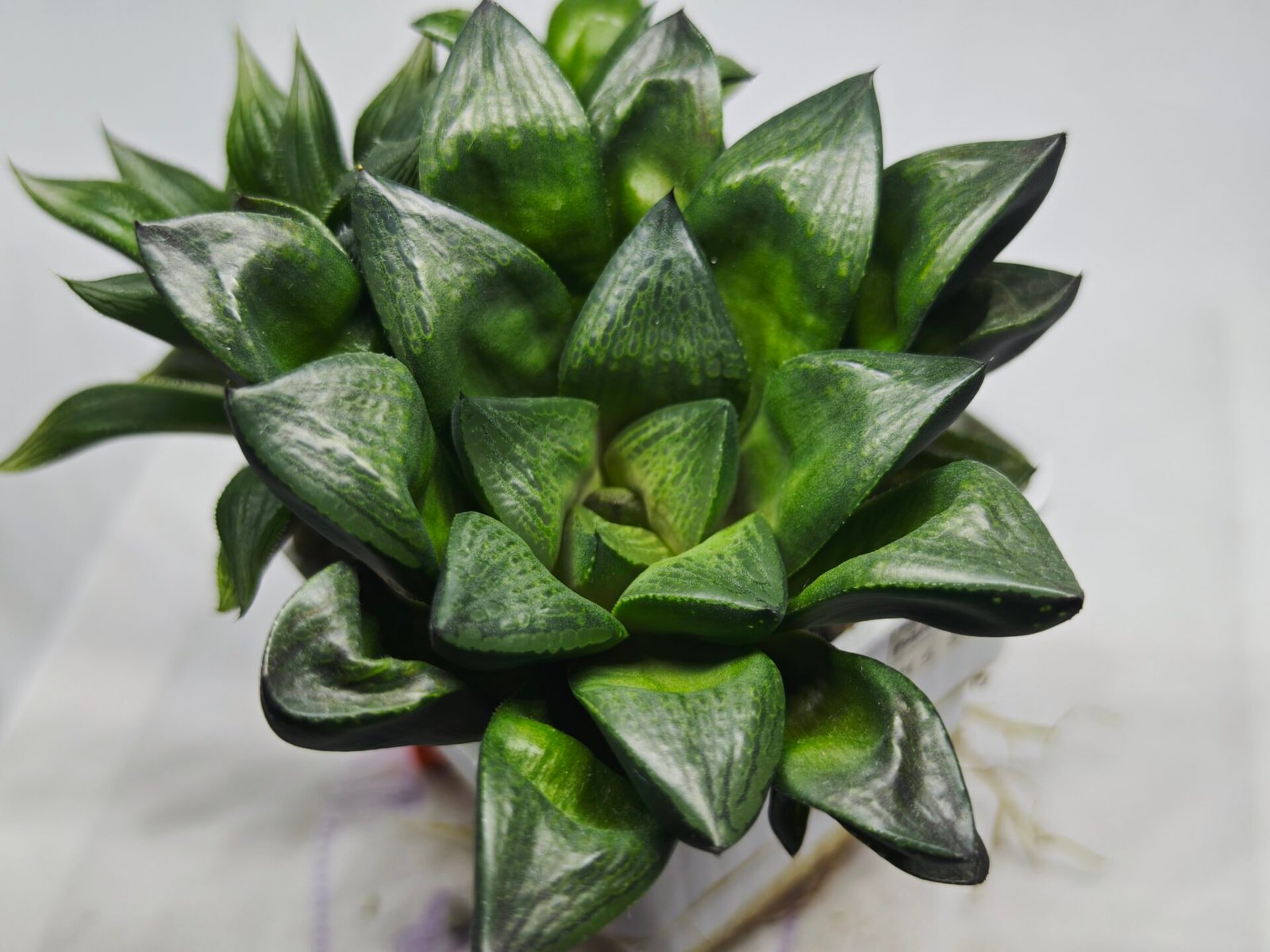 Haworthia Seedling MS327 Springbok x Cuspidata - 3