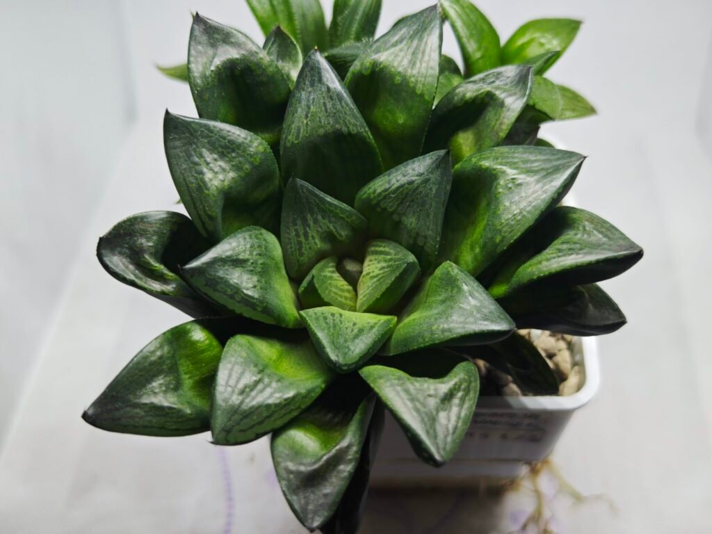 Home 9 Haworthia Seedling MS327 Springbok x Cuspidata - 4
