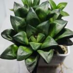 Haworthia Seedling MS327 Springbok x Cuspidata - 4