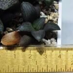 Haworthia Seedling MS323 Thake Tora x Maughanii Magnifica Splendens - 2