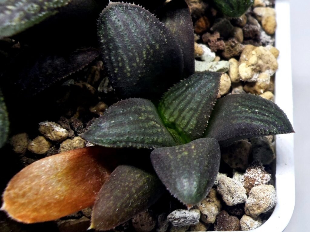 Home 8 Haworthia Seedling MS323 Thake Tora x Maughanii Magnifica Splendens - 3