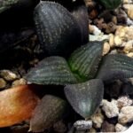 Haworthia Seedling MS323 Thake Tora x Maughanii Magnifica Splendens - 3