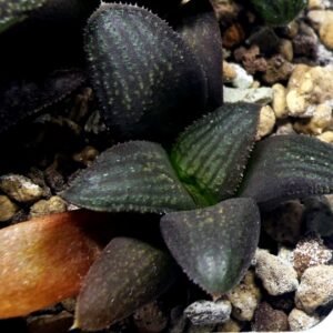 Haworthia Seedling MS323 Thake Tora x Maughanii Magnifica Splendens - 3