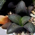 Haworthia Seedling MS323 Thake Tora x Maughanii Magnifica Splendens - 4