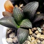 Haworthia Seedling MS323 Thake Tora x Maughanii Magnifica Splendens - 5
