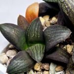 Haworthia Seedling MS323 Thake Tora x Maughanii Magnifica Splendens - 6