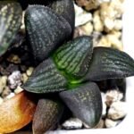 Haworthia Seedling MS323 Thake Tora x Maughanii Magnifica Splendens - 1