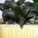 Haworthia Seedling MS324 Thake Tora x Maughanii Magnifica Splendens - 1