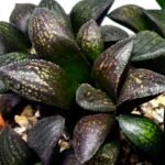 Haworthia Seedling MS324 Thake Tora x Maughanii Magnifica Splendens - 2