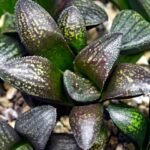 Haworthia Seedling MS324 Thake Tora x Maughanii Magnifica Splendens - 3