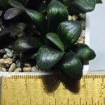 Haworthia Seedling MS325 Thake Tora x Maughanii Magnifica Splendens - 1