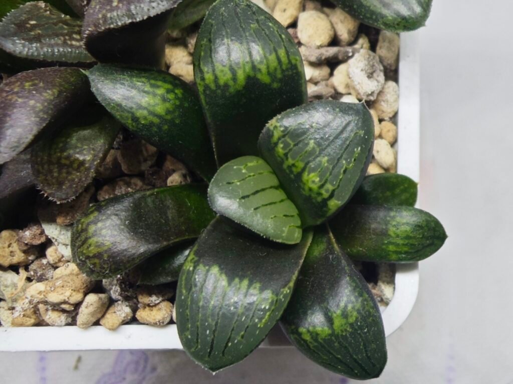 Haworthia Seedling MS325 Thake Tora x Maughanii Magnifica Splendens - 2