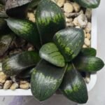 Haworthia Seedling MS325 Thake Tora x Maughanii Magnifica Splendens - 2