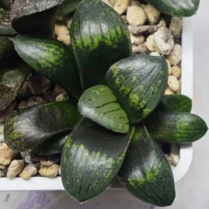 Haworthia Seedling MS325 Thake Tora x Maughanii Magnifica Splendens - 2