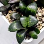 Haworthia Seedling MS325 Thake Tora x Maughanii Magnifica Splendens - 3