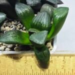 Haworthia Seedling MS321 Thake Tora x Maughanii Magnifica Splendens - 1