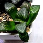Haworthia Seedling MS321 Thake Tora x Maughanii Magnifica Splendens - 2