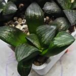 Haworthia Seedling MS321 Thake Tora x Maughanii Magnifica Splendens - 3