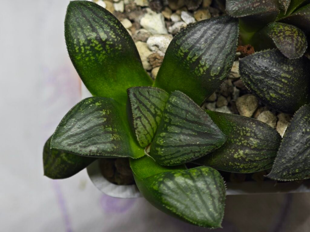 Home 9 Haworthia Seedling MS321 Thake Tora x Maughanii Magnifica Splendens - 4