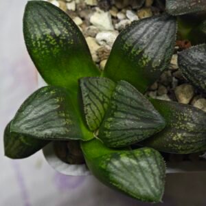 Haworthia Seedling MS321 Thake Tora x Maughanii Magnifica Splendens - 4