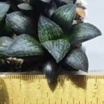 Haworthia Seedling MS322 Thake Tora x Maughanii Magnifica Splendens - 1