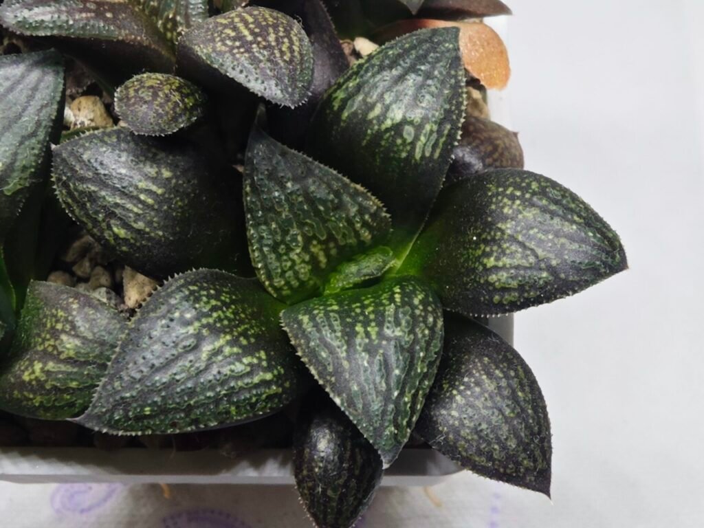 Home 6 Haworthia Seedling MS322 Thake Tora x Maughanii Magnifica Splendens - 2