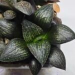 Haworthia Seedling MS322 Thake Tora x Maughanii Magnifica Splendens - 2