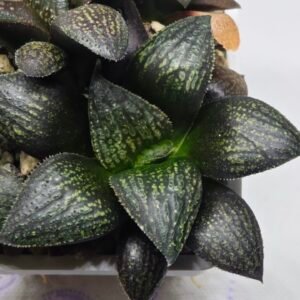 Haworthia Seedling MS322 Thake Tora x Maughanii Magnifica Splendens - 2