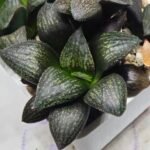 Haworthia Seedling MS322 Thake Tora x Maughanii Magnifica Splendens - 3