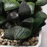 Haworthia Seedling MS318 Thake Tora x Maughanii Magnifica Splendens - 1