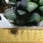 Haworthia Seedling MS318 Thake Tora x Maughanii Magnifica Splendens - 2