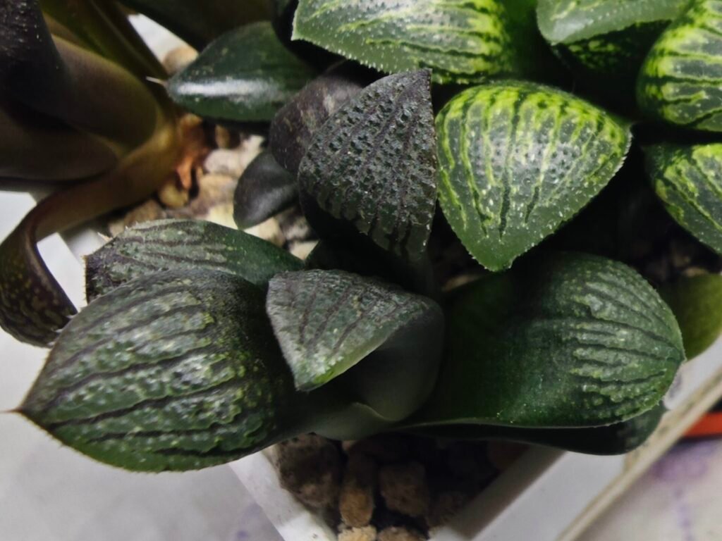 Haworthia Seedling MS318 Thake Tora x Maughanii Magnifica Splendens - 3